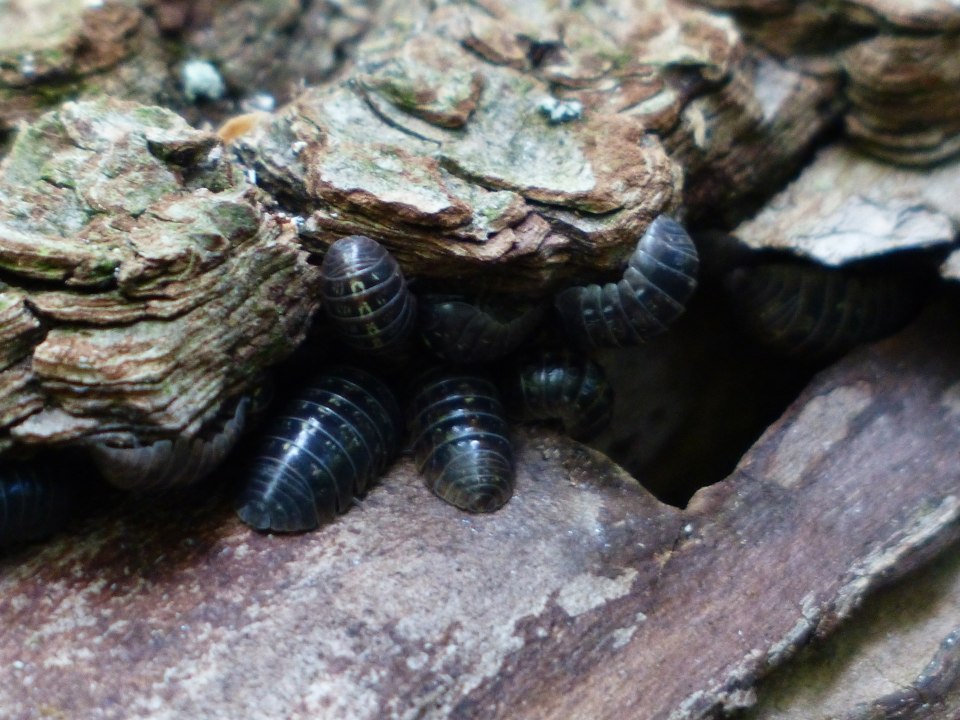 Le cloporte commun (Armadillidium vulgare)